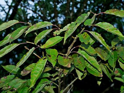Ilex micrococca, photographed by Jacy Chen