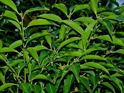 Symplocos setchuensis, photographed by Jacy Chen