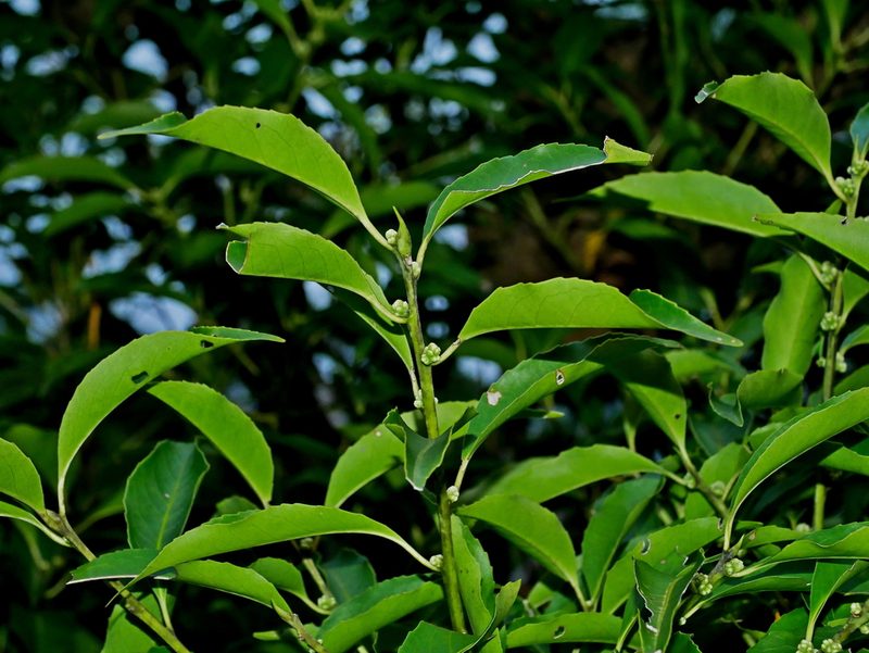 Symplocos setchuensis, photographed by Jacy Chen