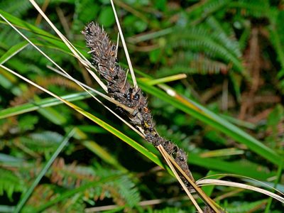 Gahnia tristis, photographed by Jacy Chen