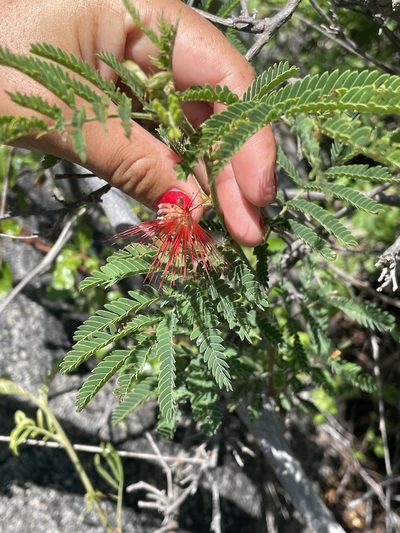 Calliandra peninsularis, photographed by Jim Riley