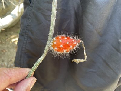 Peniocereus striatus, photographed by Jim Riley