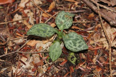 Goodyera repens, photographed by Quinten Wiegersma