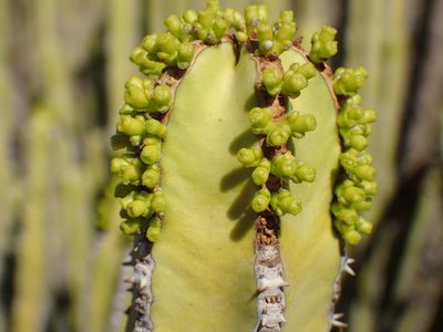 Euphorbia avasmontana, photographed by Mahomed Desai