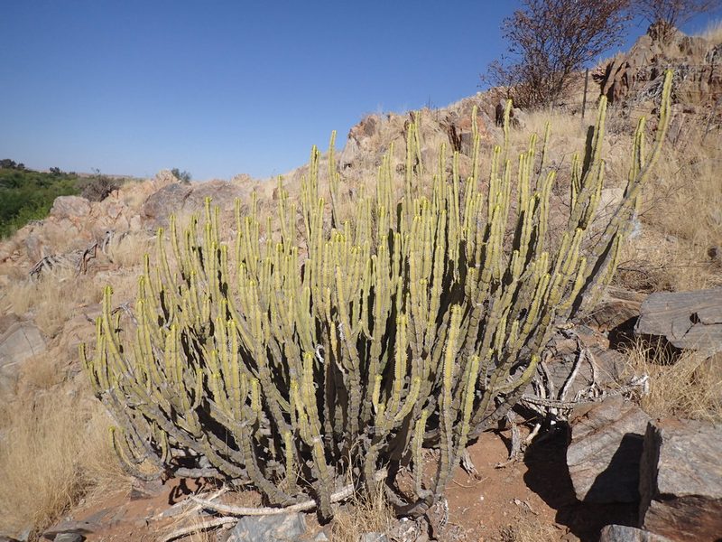 Euphorbia avasmontana, photographed by Mahomed Desai