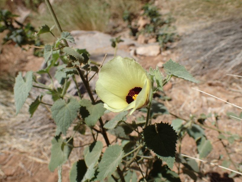 Hibiscus engleri, photographed by Mahomed Desai