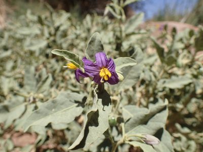 Solanum burchellii, photographed by Mahomed Desai
