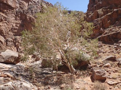 Ficus cordata, photographed by Mahomed Desai
