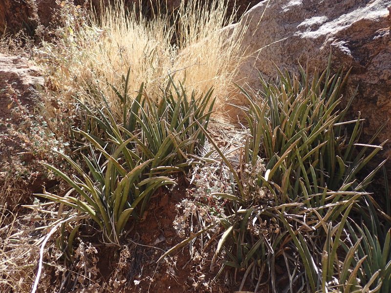 Dracaena aethiopica, photographed by Mahomed Desai