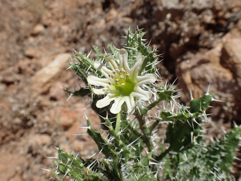 Codon royenii, photographed by Mahomed Desai