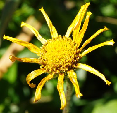 Buphthalmum salicifolium, photographed by Patrick Hacker