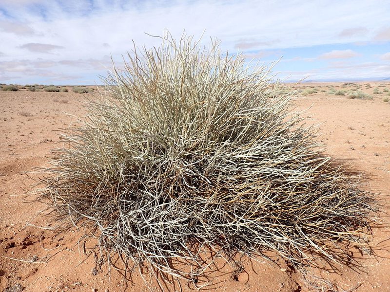 Euphorbia gregaria, photographed by Mahomed Desai