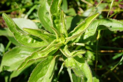Buphthalmum salicifolium, photographed by Patrick Hacker
