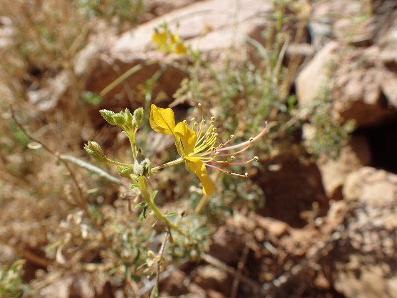 Cleome foliosa, photographed by Mahomed Desai