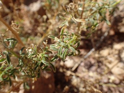 Cleome foliosa, photographed by Mahomed Desai