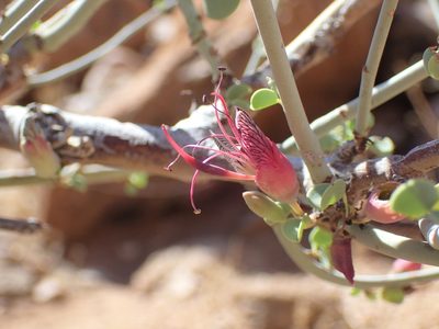 Adenolobus garipensis