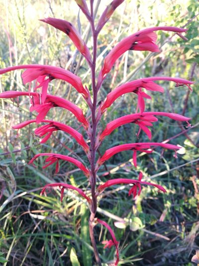 Tritoniopsis intermedia, photographed by chrishorak