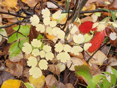 Thalictrum venulosum, photographed by Mary Krieger
