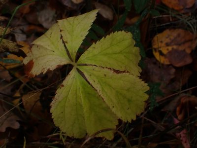 Sanicula marilandica, photographed by Mary Krieger