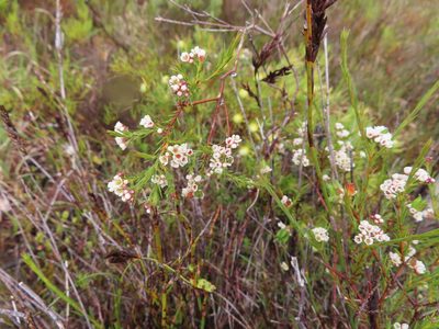 Diosma hirsuta, photographed by linkie