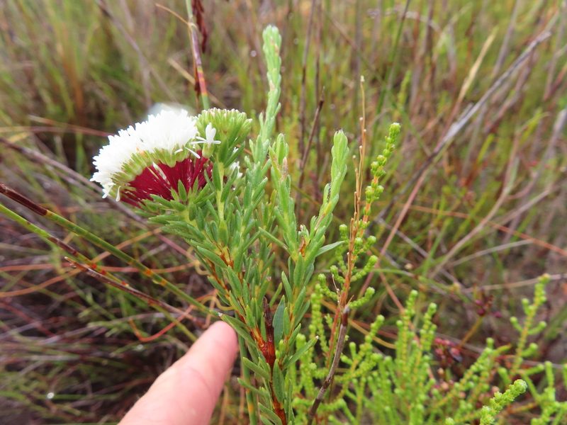 Agathosma bifida, photographed by linkie
