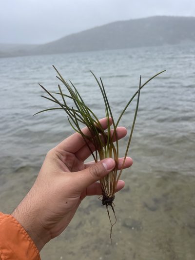 Isoetes lacustris, photographed by Brandon Corder