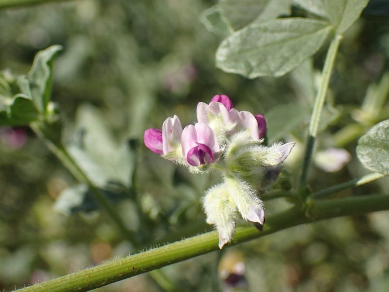 Cullen tomentosum, photographed by Mahomed Desai