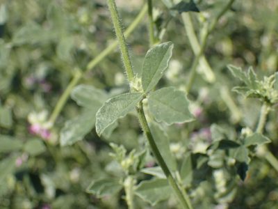 Cullen tomentosum, photographed by Mahomed Desai