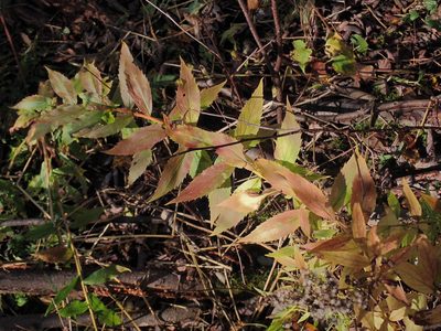 Solidago rugosa, photographed by Alexis Godin