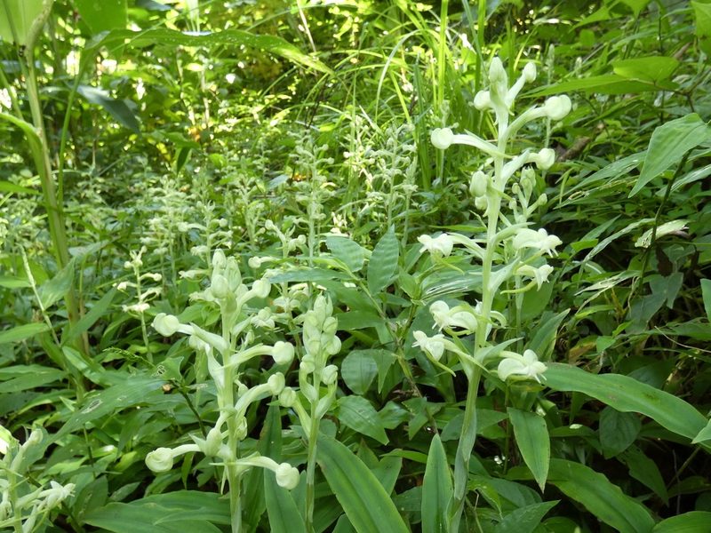 Habenaria eustachya, photographed by Kai Squires