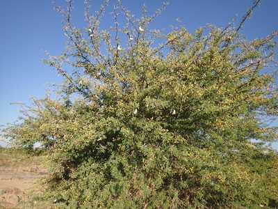 Vachellia erioloba, photographed by Mahomed Desai