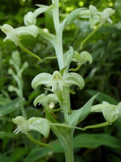 Habenaria eustachya, photographed by Kai Squires