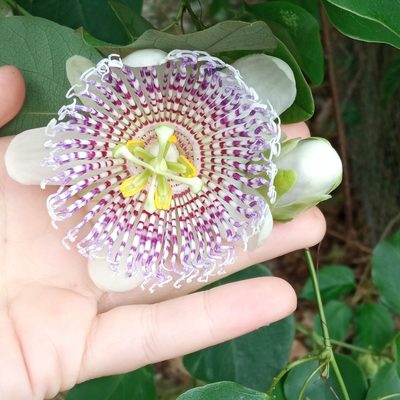 Passiflora actinia, photographed by Curupira and Boitatá