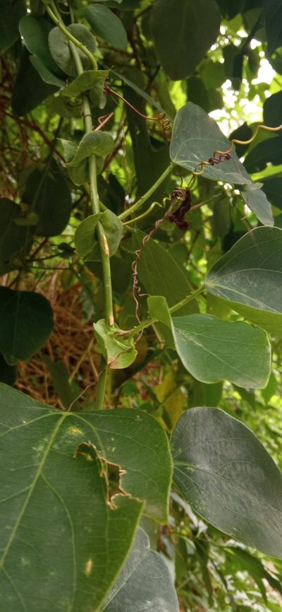 Passiflora actinia, photographed by Curupira and Boitatá
