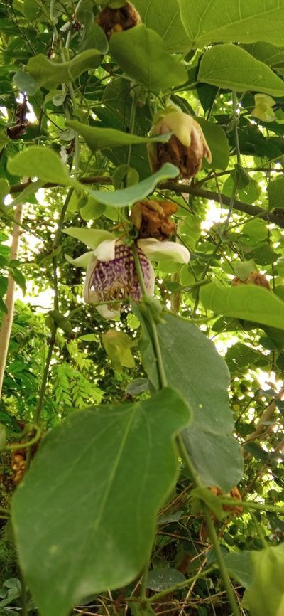 Passiflora actinia, photographed by Curupira and Boitatá