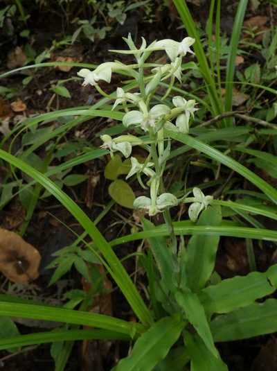 Habenaria eustachya, photographed by Kai Squires