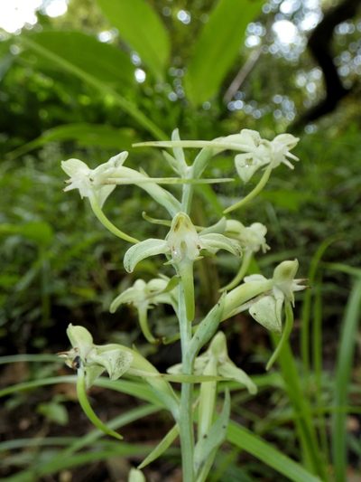 Habenaria eustachya, photographed by Kai Squires