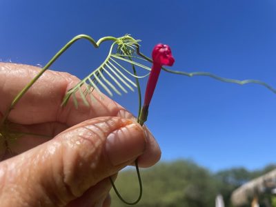 Ipomoea quamoclit, photographed by Jim Riley