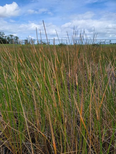 Eleocharis cellulosa, photographed by Michelle Sevcovas