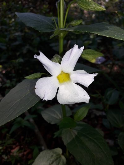 Thunbergia natalensis, photographed by Ferncliffe forest wilding