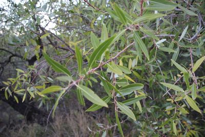 Salix laevigata, photographed by Millie Basden