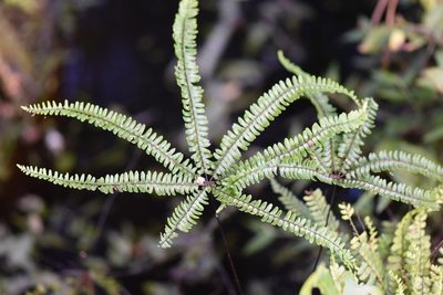 Adiantopsis radiata, photographed by veronica