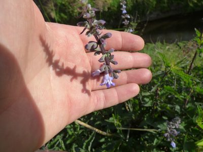 Salvia pallida, photographed by María Zeta