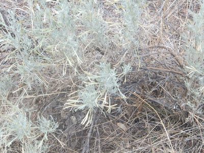 Artemisia tripartita, photographed by dougbrown