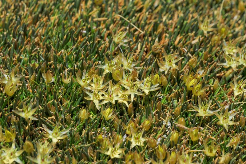 Patosia clandestina, photographed by Morten Ross