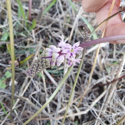 Barnardia numidica, photographed by Mehdi Chetibi
