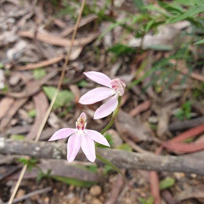 Caladenia carnea, photographed by Shelomi Doyle
