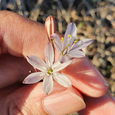 Urginea fugax, photographed by Mehdi Chetibi