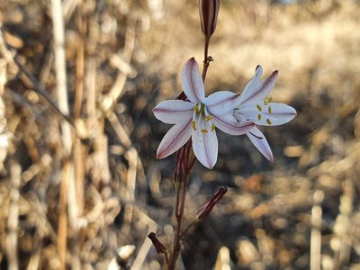 Urginea fugax, photographed by Mehdi Chetibi