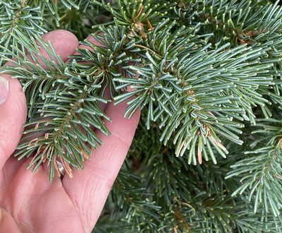 Abies lasiocarpa, photographed by Henrik Kibak